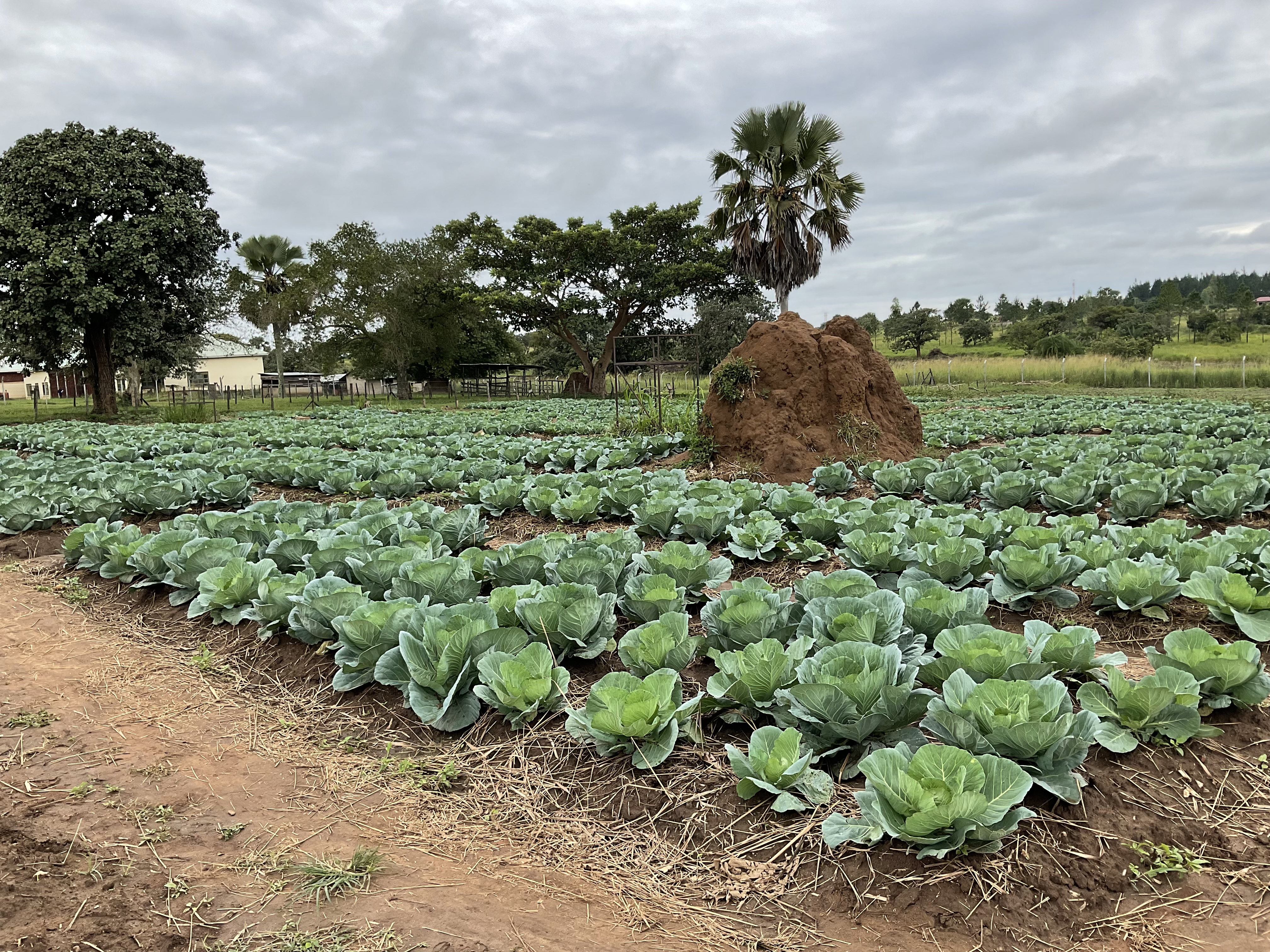Agriculture