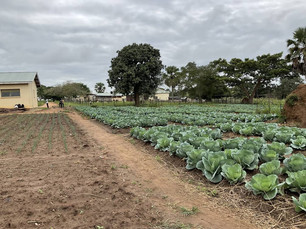 Cabbage Farm