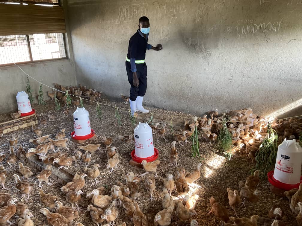 Poultry farm